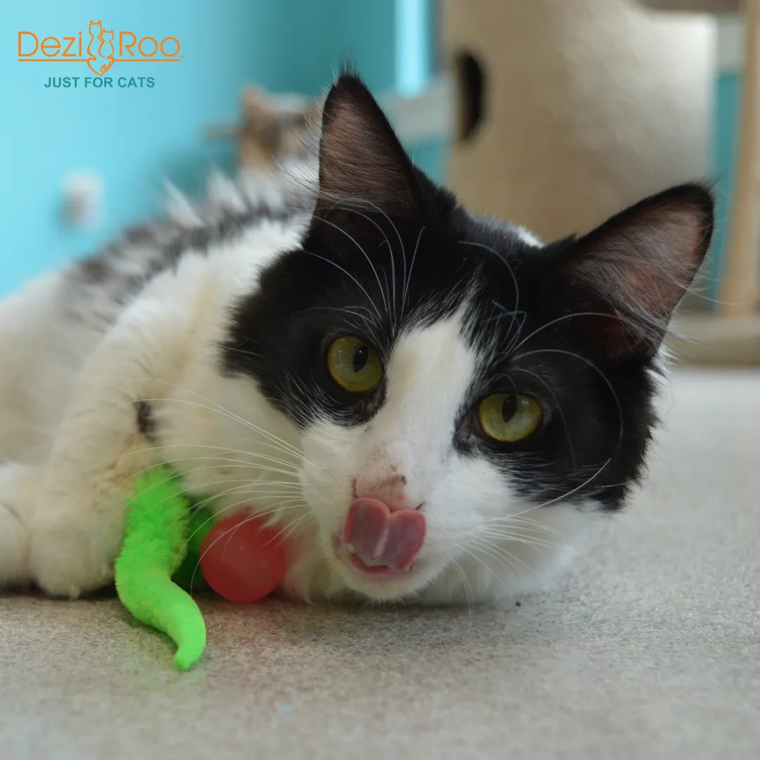 Wiggly Glow in the Dark Cat Toy Bouncy Ball